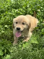 Lina, a female Golden Retriever for sale in Sand Springs, OK – 5 of 6