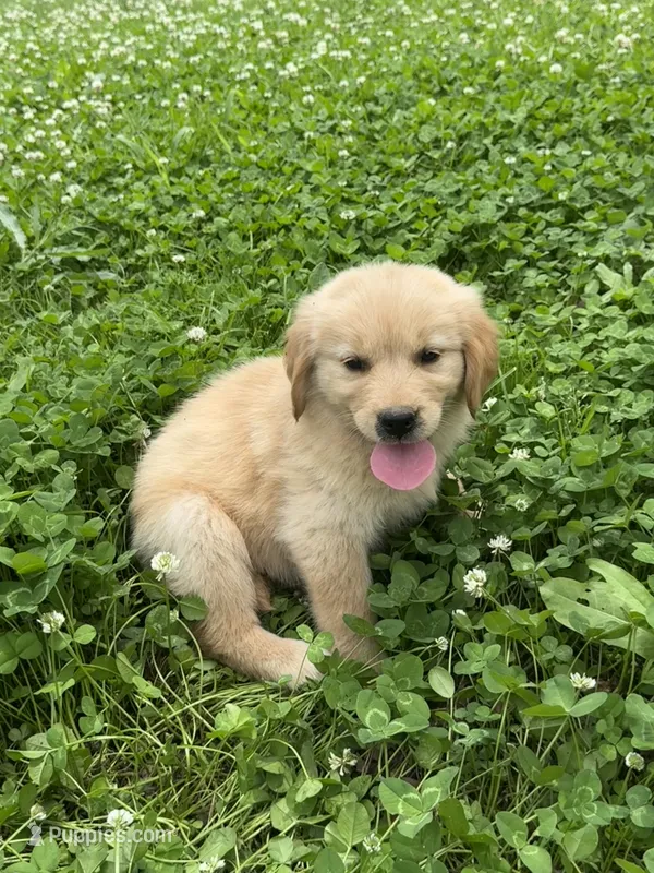 Penny – Golden Retriever puppy for sale in Sand Springs, OK