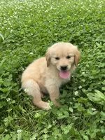 Penny, a female Golden Retriever for sale in Sand Springs, OK – 1 of 2