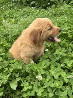 Jinnie, a female Golden Retriever for sale in Sand Springs, OK – 3 of 6