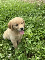 Snickers, a female Golden Retriever for sale in Sand Springs, OK – 2 of 3
