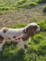 Ruby, a female Cavalier King Charles Spaniel for sale in Sand Springs, OK – Photo 5 of 7