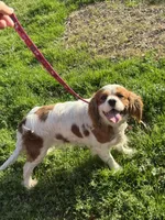 Ruby, a female Cavalier King Charles Spaniel for sale in Sand Springs, OK – Photo 7 of 7