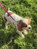 Ruby, a female Cavalier King Charles Spaniel for sale in Sand Springs, OK – Photo 3 of 7