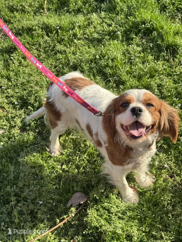 Ruby – Cavalier King Charles Spaniel puppy for sale in Sand Springs, OK