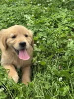 Abi, a female Golden Retriever for sale in Sand Springs, OK – 2 of 5