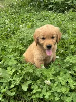 Jinnie, a female Golden Retriever for sale in Sand Springs, OK – 4 of 6