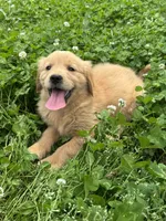 Abi, a female Golden Retriever for sale in Sand Springs, OK – 3 of 5