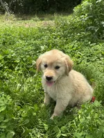 Yena, a female Golden Retriever for sale in Sand Springs, OK – 3 of 3
