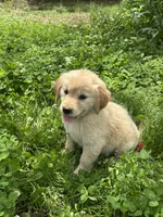 Yena, a female Golden Retriever for sale in Sand Springs, OK – 2 of 3