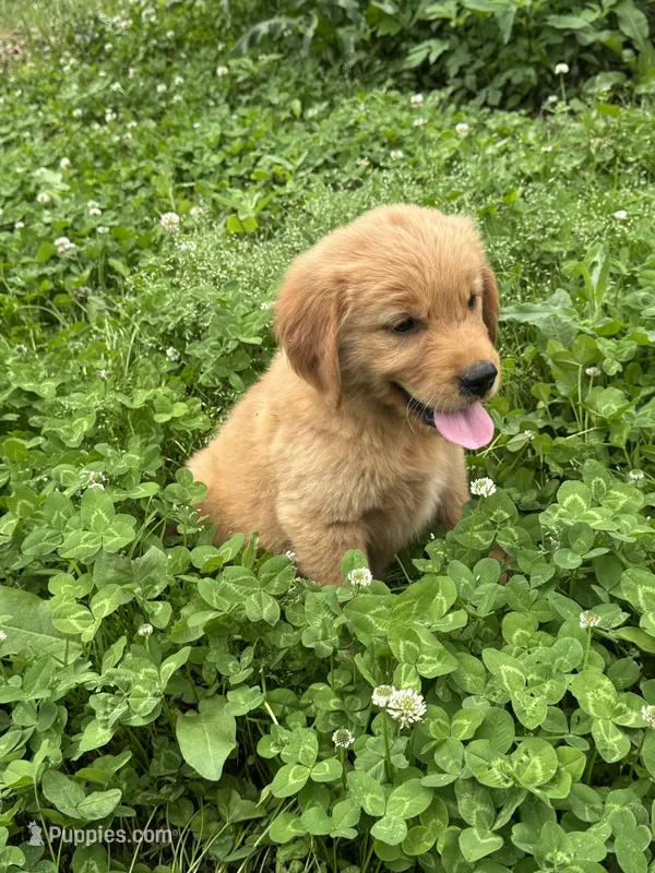 Jinnie – Golden Retriever puppy for sale in Sand Springs, OK