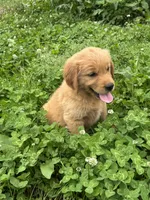 Jinnie, a female Golden Retriever for sale in Sand Springs, OK – 1 of 6