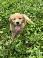 Snickers, a female Golden Retriever for sale in Sand Springs, OK – 3 of 3