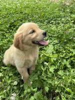 Snickers, a female Golden Retriever for sale in Sand Springs, OK – 1 of 3