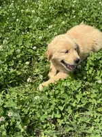 Sammy, a male Golden Retriever for sale in Sand Springs, OK – 2 of 2