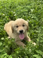 Lina, a female Golden Retriever for sale in Sand Springs, OK – 4 of 6