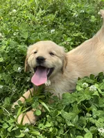 Mini, a female Golden Retriever for sale in Sand Springs, OK – 7 of 8