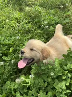 Mini, a female Golden Retriever for sale in Sand Springs, OK – 5 of 8