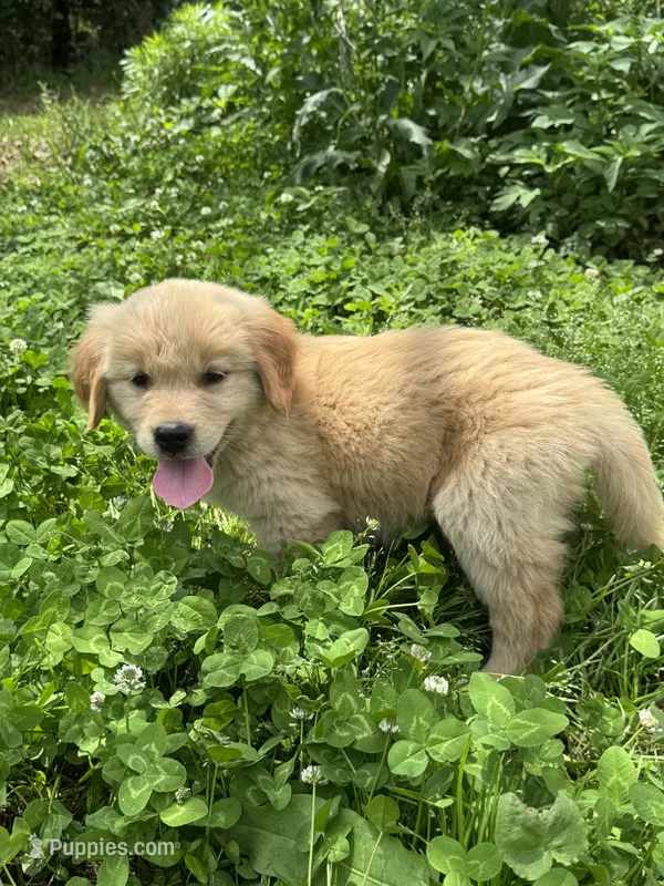 Lina – Golden Retriever puppy for sale in Sand Springs, OK