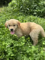 Lina, a female Golden Retriever for sale in Sand Springs, OK – 1 of 6