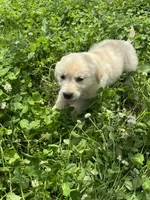 Twix, a female Golden Retriever for sale in Sand Springs, OK – 3 of 3