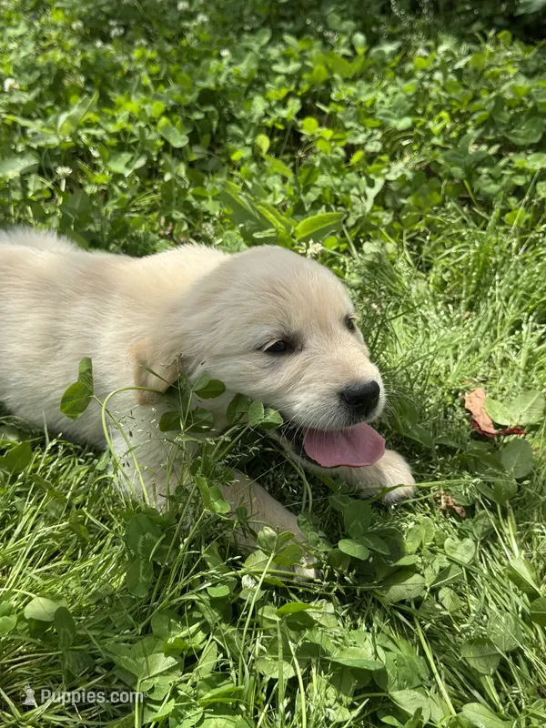 Twix – Golden Retriever puppy for sale in Sand Springs, OK