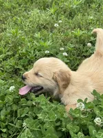 Mini, a female Golden Retriever for sale in Sand Springs, OK – 2 of 8