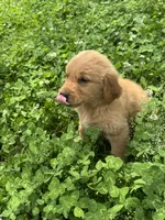 Jinnie, a female Golden Retriever for sale in Sand Springs, OK – 2 of 6