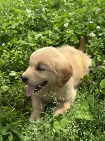Lina, a female Golden Retriever for sale in Sand Springs, OK – 6 of 6