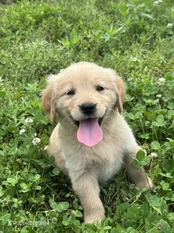 Mini – Golden Retriever puppy for sale in Sand Springs, OK