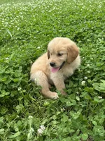 Penny, a female Golden Retriever for sale in Sand Springs, OK – 2 of 2