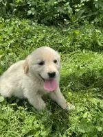 Twix, a female Golden Retriever for sale in Sand Springs, OK – 2 of 3