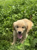 Lina, a female Golden Retriever for sale in Sand Springs, OK – 2 of 6
