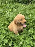 Jinnie, a female Golden Retriever for sale in Sand Springs, OK – 5 of 6