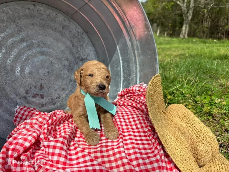 Henry Nestle – Goldendoodle puppy for sale in Coshocton, OH