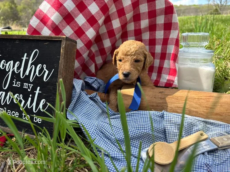 Hershey – Goldendoodle puppy for sale in Coshocton, OH