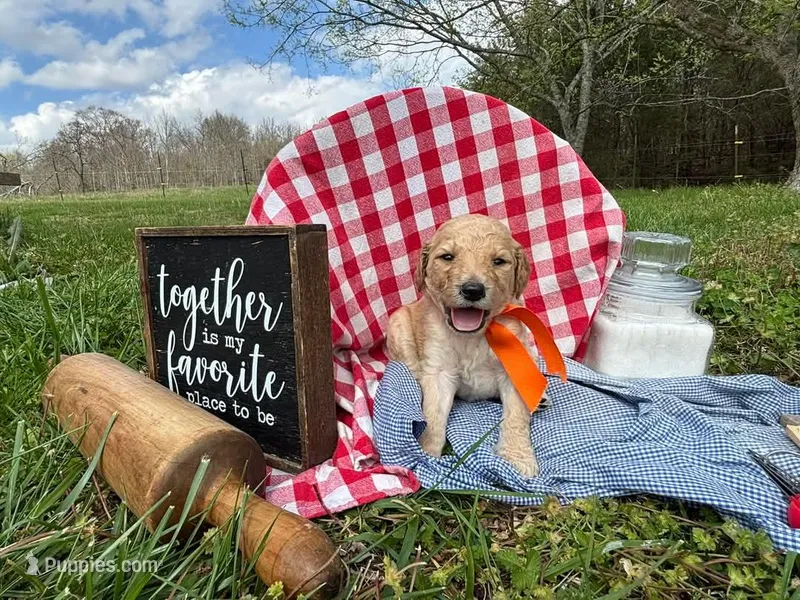 Baker, a male Goldendoodle for sale in Coshocton, OH – Photo 1 of 1