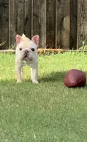 Creed , a male French Bulldog for sale in Argyle, TX – 4 of 4