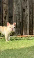 Creed , a male French Bulldog for sale in Argyle, TX – 2 of 4