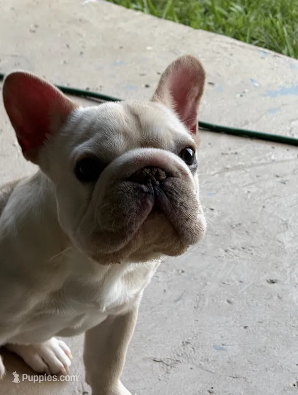 Creed  – French Bulldog puppy for sale in Argyle, TX
