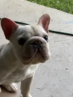 Creed , a male French Bulldog for sale in Argyle, TX – 1 of 4