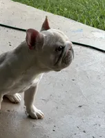 Creed , a male French Bulldog for sale in Argyle, TX – 3 of 4