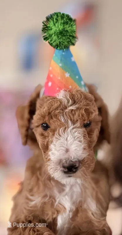 Mr. Green – Goldendoodle puppy for sale in Coeur d'Alene, ID