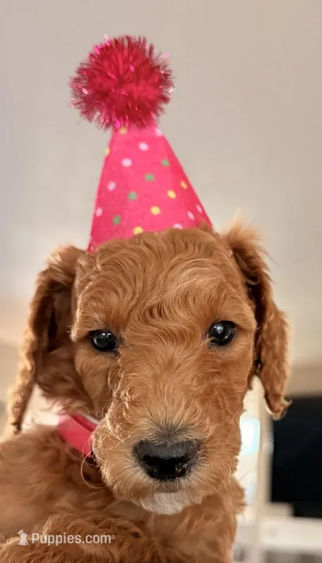 Ms. Pink – Goldendoodle puppy for sale in Coeur d'Alene, ID