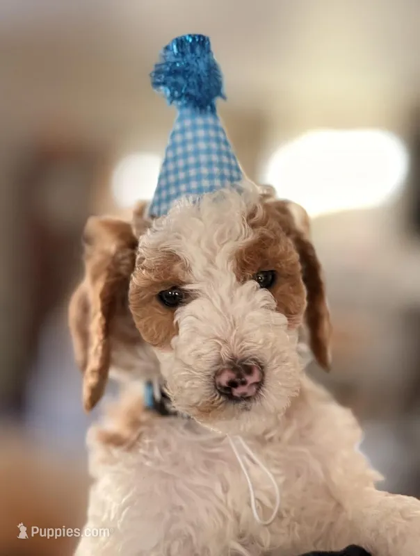 Mr. Blue – Goldendoodle puppy for sale in Coeur d'Alene, ID