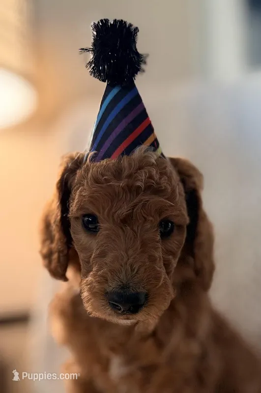 Mr. Black, a male Goldendoodle for sale in Coeur d'Alene, ID – Photo 1 of 1