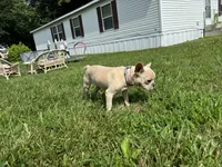 Luna, a female French Bulldog for sale in Belton, MO – 7 of 7