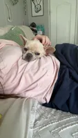 Luna, a female French Bulldog for sale in Belton, MO – 4 of 7
