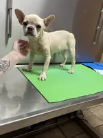 Luna, a female French Bulldog for sale in Kansas City, MO – 3 of 4