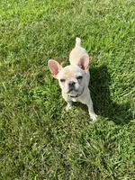 Luna, a female French Bulldog for sale in Belton, MO – 6 of 7